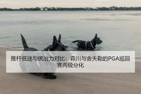推杆低迷与统治力对比：森川与舍夫勒的PGA巡回赛两极分化